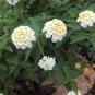 20 Pcs Lantana Camara Perennial Big Wild Sage Garden Flower