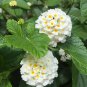 20 Pcs Lantana Camara Perennial Big Wild Sage Garden Flower