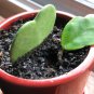 100 Pcs Flower Bonsai Hoya Kerrii Bonsai (December Orchid)
