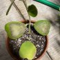 100 Pcs Flower Bonsai Hoya Kerrii Bonsai (December Orchid)