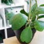 100 Pcs Flower Bonsai Hoya Kerrii Bonsai (December Orchid)