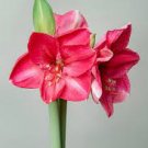 50 Pcs Exotic Amaryllis Seeds,Barbados Lily Potted Seed