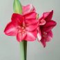 50 Pcs Exotic Amaryllis Seeds,Barbados Lily Potted Seed