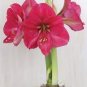 50 Pcs Exotic Amaryllis Seeds,Barbados Lily Potted Seed