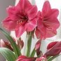50 Pcs Exotic Amaryllis Seeds,Barbados Lily Potted Seed