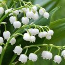 100 Pcs Lily of The Valley Flower Bell Orchid Rich Aroma Bonsai Flower so Cute and Beautiful 100 Pcs Lily of The Valley Flower Bell Orchid Rich Aroma Bonsai Flower so Cute and Beautiful