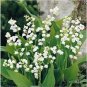 100 Pcs Lily of The Valley Flower Bell Orchid Rich Aroma Bonsai Flower so Cute and Beautiful