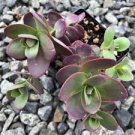 100 Pcs New Rare Sedum Dragons Blood Stonecrop Sedum Spurium