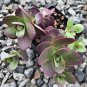 100 Pcs New Rare Sedum Dragons Blood Stonecrop Sedum Spurium