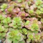 100 Pcs New Rare Sedum Dragons Blood Stonecrop Sedum Spurium