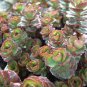 100 Pcs New Rare Sedum Dragons Blood Stonecrop Sedum Spurium