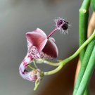 100 Pcs Ceropegia Woodii Flowers Bonsai Parachute Ceropegia Haygarthii