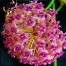 100 Pcs Flower Bonsai Hoya Kerrii Bonsai (December Orchid) Family Bonsai Garden Supplies
