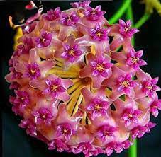 100 Pcs Flower Bonsai Hoya Kerrii Bonsai (December Orchid) Family Bonsai Garden Supplies