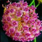 100 Pcs Flower Bonsai Hoya Kerrii Bonsai (December Orchid) Family Bonsai Garden Supplies