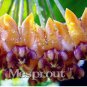100 Pcs Flower Bonsai Hoya Kerrii Bonsai (December Orchid) Family Bonsai Garden Supplies
