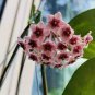 100 Pcs Flower Bonsai Hoya Kerrii Bonsai (December Orchid) Family Bonsai Garden Supplies