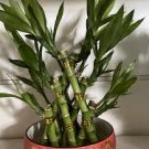 10 Pcs Rainbow Lucky Bamboo Bonsai Small Potted Plants Purify Dracaena Plantas 10 Pcs Rainbow Lucky Bamboo Bonsai Small Potted Plants Purify Dracaena Plantas