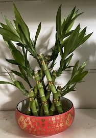 10 Pcs Rainbow Lucky Bamboo Bonsai Small Potted Plants Purify Dracaena Plantas