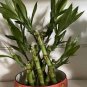 10 Pcs Rainbow Lucky Bamboo Bonsai Small Potted Plants Purify Dracaena Plantas