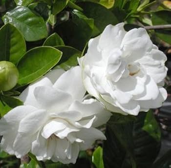 2 Pcs Gardenia Bonsai (Cape Jasmine) Amazing Smell & Beautiful Flowers Rare Bonsai Flower