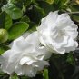 2 Pcs Gardenia Bonsai (Cape Jasmine) Amazing Smell & Beautiful Flowers Rare Bonsai Flower