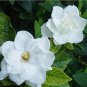 2 Pcs Gardenia Bonsai (Cape Jasmine) Amazing Smell & Beautiful Flowers Rare Bonsai Flower