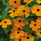 100 Pcs Climbing Flowers Black-Eyed Susan Bonsai Thunbergia Alata Flower Bonsai Black Eyed 100 Pcs Climbing Flowers Black-Eyed Susan Bonsai Thunbergia Alata Flower Bonsai Black Eyed