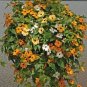 100 Pcs Climbing Flowers Black-Eyed Susan Bonsai Thunbergia Alata Flower Bonsai Black Eyed