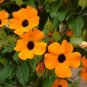 100 Pcs Climbing Flowers Black-Eyed Susan Bonsai Thunbergia Alata Flower Bonsai Black Eyed