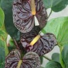 100 Pcs Anthurium plantas Rare Flower Plants