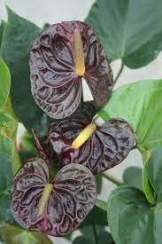 100 Pcs Anthurium plantas Rare Flower Plants