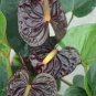 100 Pcs Anthurium plantas Rare Flower Plants