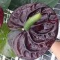 100 Pcs Anthurium plantas Rare Flower Plants