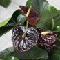 100 Pcs Anthurium plantas Rare Flower Plants
