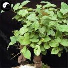 50 Pcs Real Polygonum Multiflorum Semente