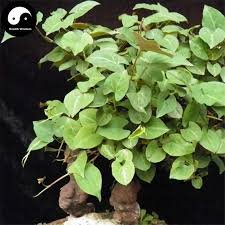 50 Pcs Real Polygonum Multiflorum Semente