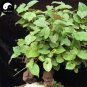 50 Pcs Real Polygonum Multiflorum Semente