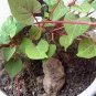 50 Pcs Real Polygonum Multiflorum Semente