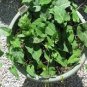 50 Pcs Real Polygonum Multiflorum Semente