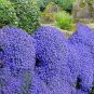 100 Pcs Creeping Thyme Bonsai or Blue Rock CRESS Garden