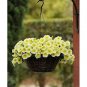 100 Pcs Petunia Bonsai Four Seasons Can Be Planted Perennial Flowers