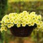 100 Pcs Petunia Bonsai Four Seasons Can Be Planted Perennial Flowers