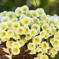 100 Pcs Petunia Bonsai Four Seasons Can Be Planted Perennial Flowers