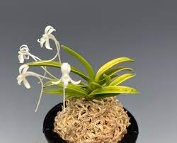 100 Pcs Rare Plants Neofinetia Falcata Bonsai Rich Aroma Bonsai Flower