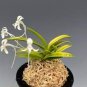 100 Pcs Rare Plants Neofinetia Falcata Bonsai Rich Aroma Bonsai Flower
