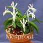 100 Pcs Rare Plants Neofinetia Falcata Bonsai Rich Aroma Bonsai Flower