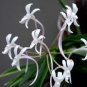 100 Pcs Rare Plants Neofinetia Falcata Bonsai Rich Aroma Bonsai Flower