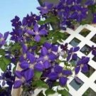 100 Pcs Clematis Plants Real Rare Clematis Plant Outdoor Plant