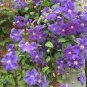 100 Pcs Clematis Plants Real Rare Clematis Plant Outdoor Plant
